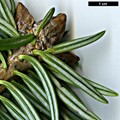 SpeciesSub: subsp. salouenensis